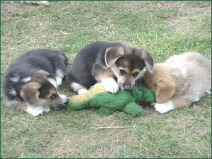 Canine Pack Attacking Alligator
